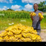 Banana Seller, 74, Breaks Down in Tears After .2 Million Auction Sale