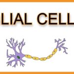 Glial Cells: The Next Frontier in Mental Illness Treatment