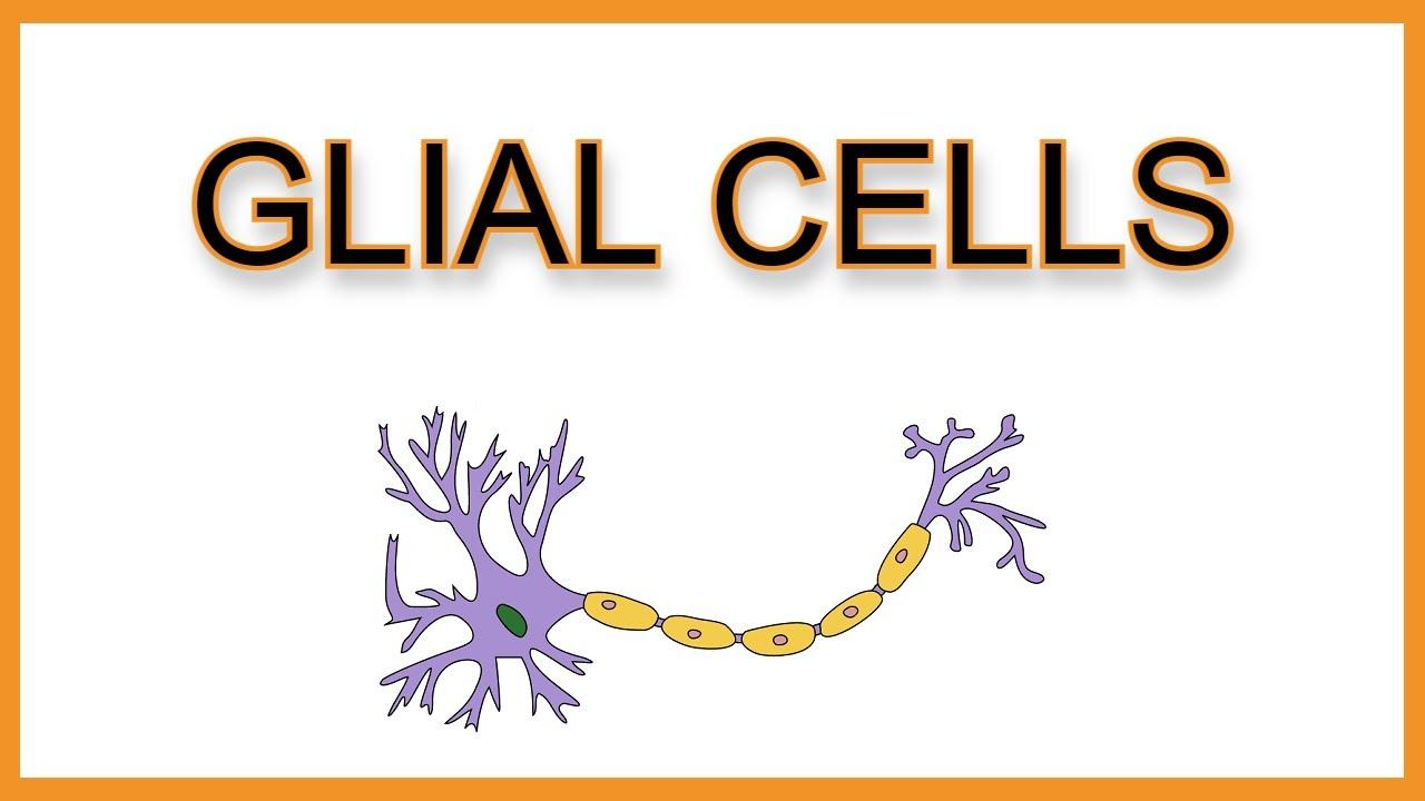 Glial Cells: The Next Frontier in Mental Illness Treatment