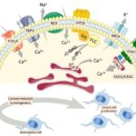 Calcium Loss Linked to Cognitive Decline