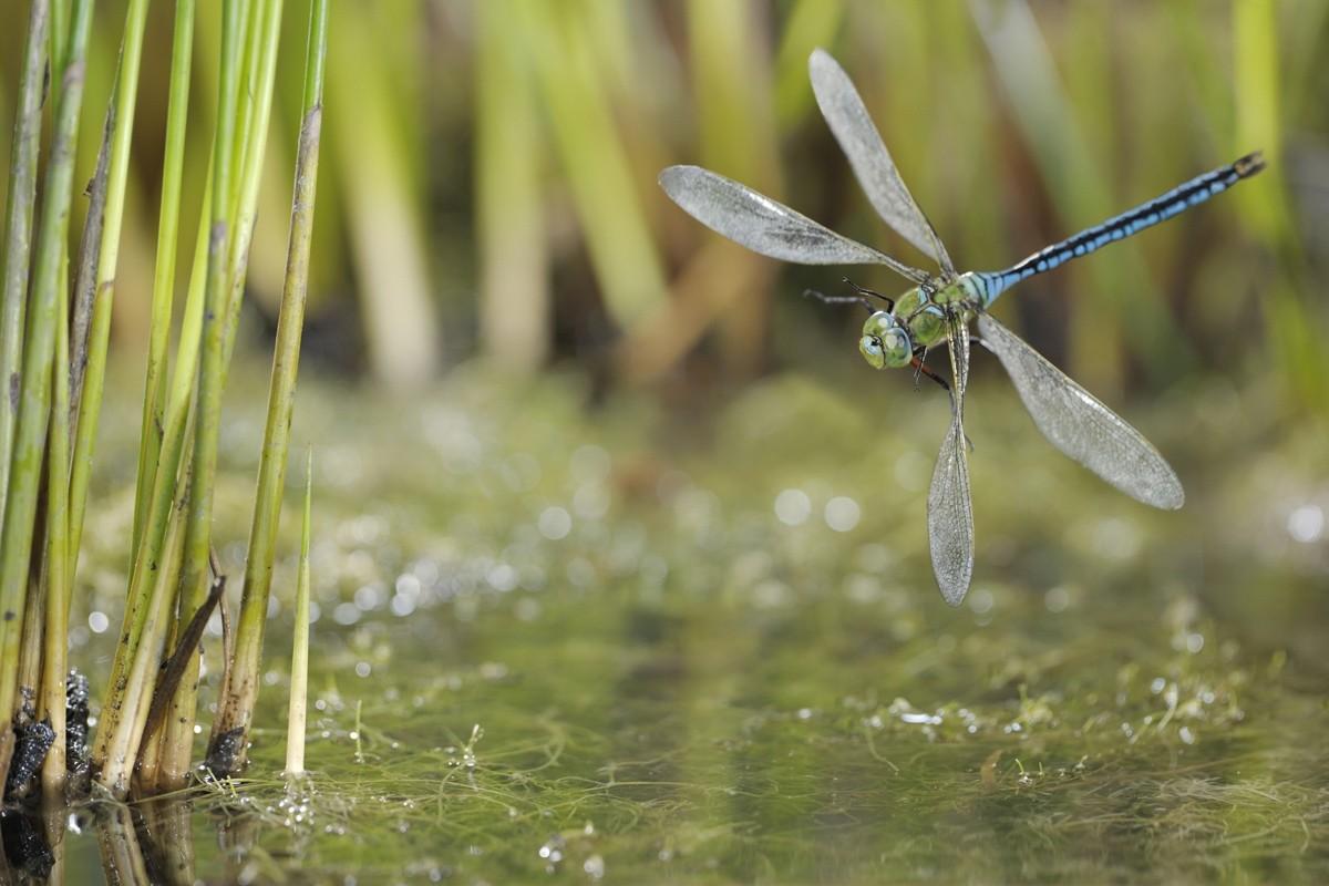 Pesticides and Biodiversity: Government Unveils “Simplification” Plan