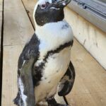 Penguin Dad: After Long Wait for Egg, Keepers Discover Maggie Is Male