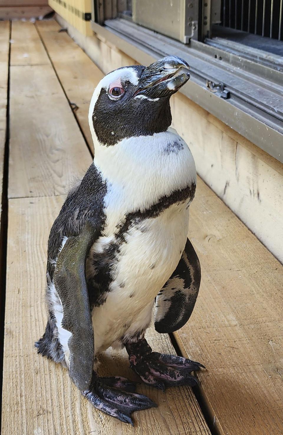 Penguin Dad: After Long Wait for Egg, Keepers Discover Maggie Is Male