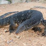 Giant Worm Lizard Fossil Unearthed: World’s Largest Ever Found