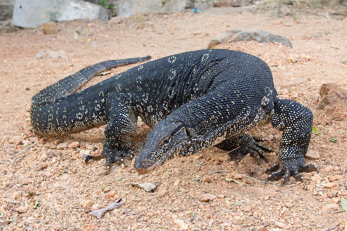 Giant Worm Lizard Fossil Unearthed: World’s Largest Ever Found