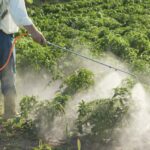 Herbicide Exposure May Increase Risk of Alzheimer’s Disease