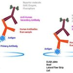 Serological Weak D Antigen Expression: A Retrospective Study in Eastern India