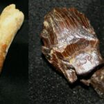 Dinosaur Teeth Unearthed in Bexhill Reveal Roaming Habits