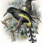 Extinct Hawaiian Crow Returns to Maui in Historic Release