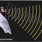 Bats’ Echolocation Could Inspire New Navigation Tech