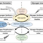 Glycogen-Measuring MRI Shows Promise in Pompe Disease Treatment