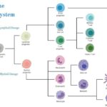 Immune Cells Identified as Potential Brain Protectors After Cardiac Arrest