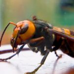 Murder Hornets’ Spotted in Europe, Triggering Nest Hunt