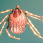 Congo Fever Outbreak: Lab Results Imminent