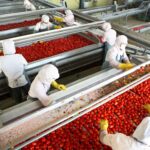 Tomato Processing Plant Brings Hope to Bobo-Dioulasso