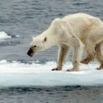 Man Injured in Polar Bear Attack