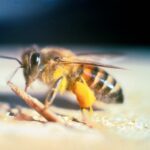 New Honeybee Killer Threatens US: Scientists Fight Back