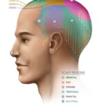 Scalp Regions: Key to Machine Learning Classification