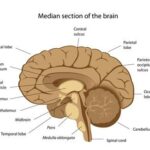 Adults Can Grow New Brain Cells Through Listening, Study Finds