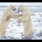 Man Fights Off Polar Bear to Save Wife in Canada