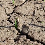 40% of Earth’s Land Degraded: Agro Plovdiv Sounds Alarm