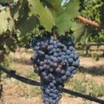 Bulgarian Wine Grape Growers to Receive BGN 0.82/kg for Income Loss