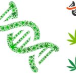 Cannabis Use and Genes Linked to Psychosis Risk