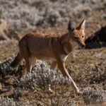 Ethiopian Wolves: Unexpected Nectar Foragers and Potential Pollinators