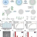 Nanoparticles Offer Hope for PAH Treatment