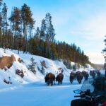 Yellowstone Bear Prepares for Hibernation in Adorable Video