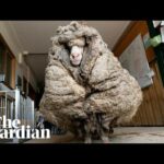 Dead Sheep Found on Donegal Beach: Mystery Deepens