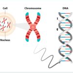 Genetic Testing: Decoding Your Pet’s DNA in China