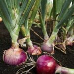 Do Red Onions Raise Blood Sugar?