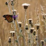 U.S. Proposes Monarch Butterfly for Endangered Species List Amid Conservation Efforts