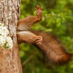 Stuck Squirrel Photo Triumphs at 2024 Nikon Comedy Wildlife Awards