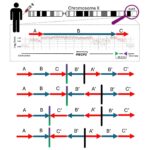 NIH Study Uncovers Breakthrough Insights on ‘Bad’ Cholesterol’s Role in the Body