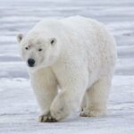 Have You Seen This? Polar Bear’s Arctic Ocean Trek Captivates Hearts