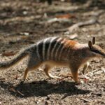 Numbat Population Thrives in Dryandra Woodlands Amid Feral Cat Control Efforts