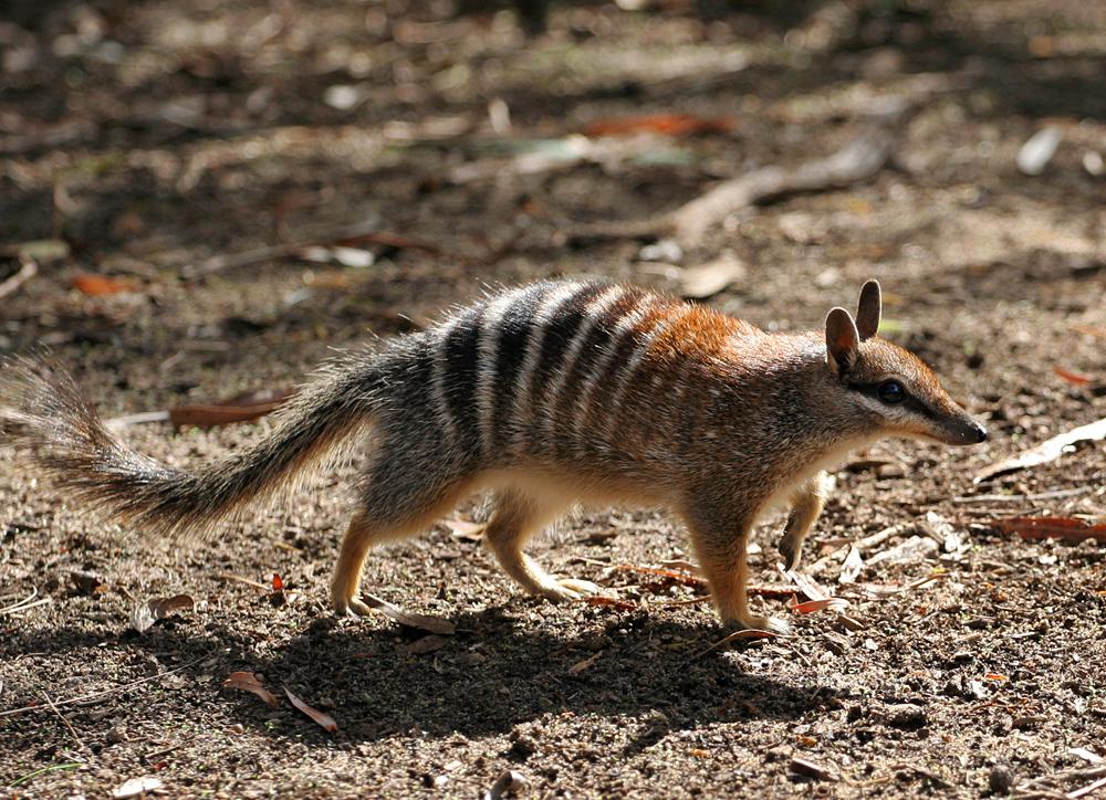 Numbat Population Thrives in Dryandra Woodlands Amid Feral Cat Control Efforts