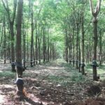 Cambodia’s Rubber Latex Exports Surge to 8 Million in First 11 Months of 2024