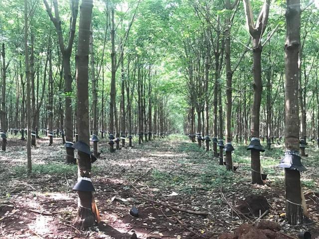 Cambodia’s Rubber Latex Exports Surge to 8 Million in First 11 Months of 2024