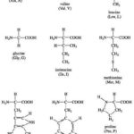 Amino Acids: The Secret to Building Muscle in a Can?