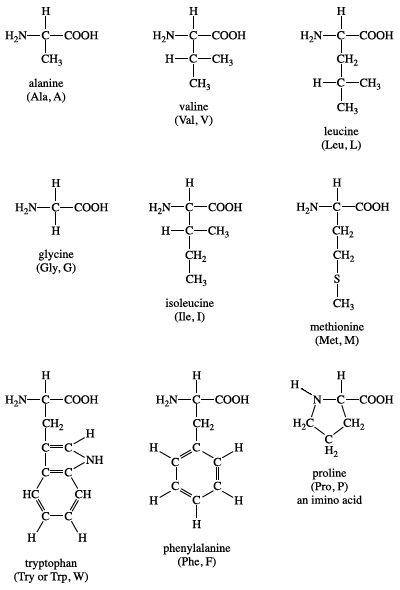 Amino Acids: The Secret to Building Muscle in a Can?